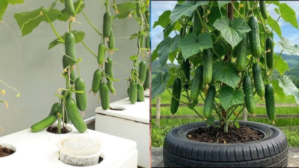 I Was Shocked Growing Cucumbers This Way – No Pesticides, Continuous Harvest!