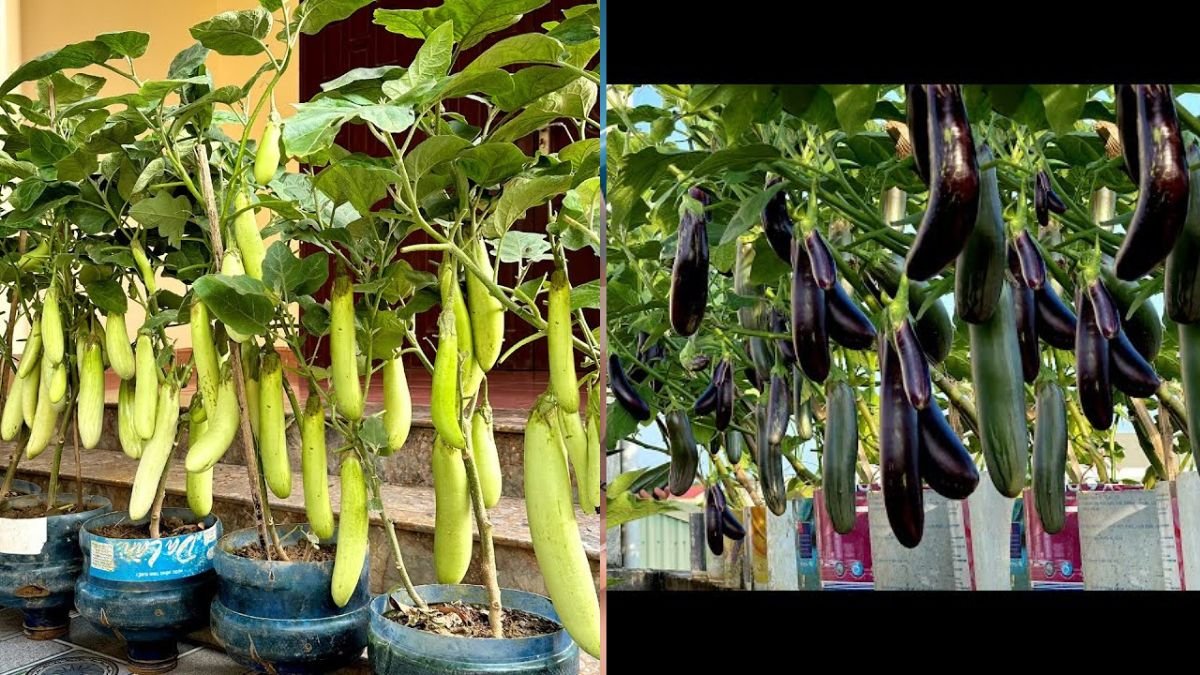 Tips for Growing Super Top Organic Eggplants: No Chemicals, Continuous Fruit Production