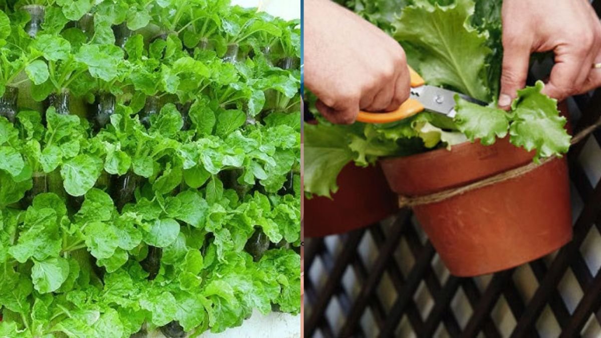 Transform a Plain Wall Into a Fresh Green Vegetable Garden