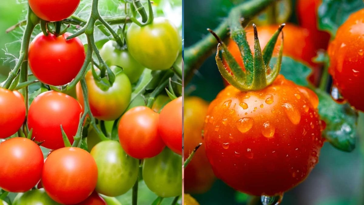 Secrets to Growing Large, Sweet Tomatoes in Just a Few Weeks: How I Did It!A