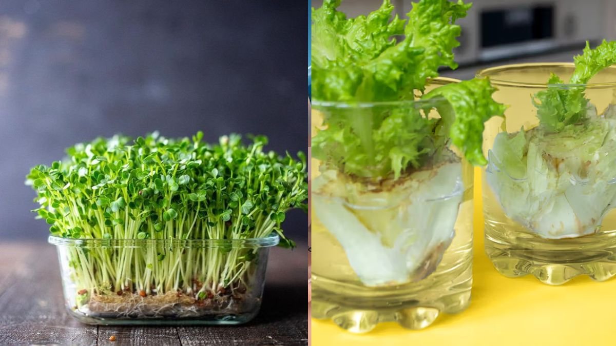 Growing Vegetables Without Watering — Convenient Solutions for Busy Life