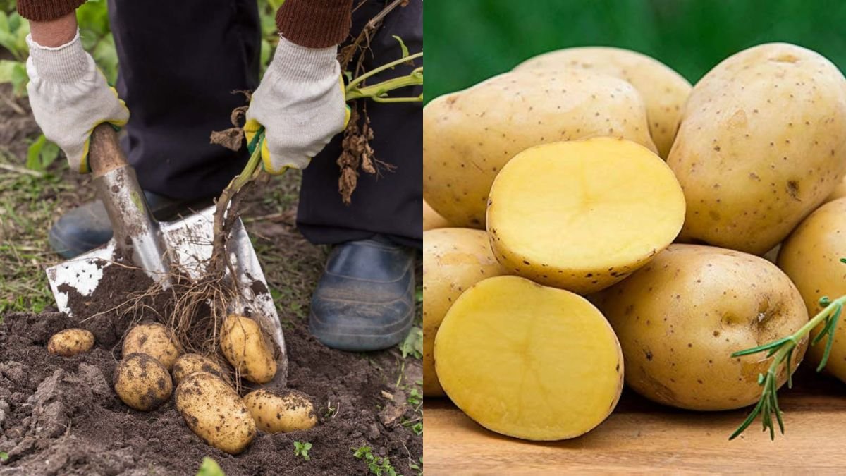 Growing Potatoes Is So Easy – Why Didn’t I Know It Earlier? High Yield and Fast Harvest Guide