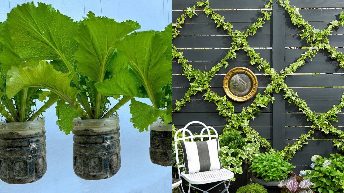 Dream Hanging Garden at Home – Convenient, Economical and Perfect for Everyone