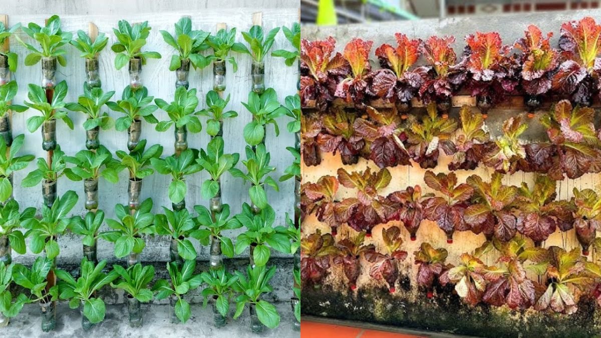 The Secret Growing Vegetables Vertically, No One Expected Their Walls To Be Like