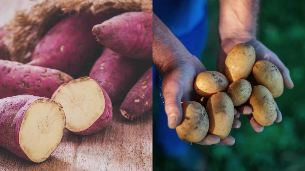 Have You Eaten This Wonderfully Delicious Tuber? Grow It Super Easy for a High Yield!