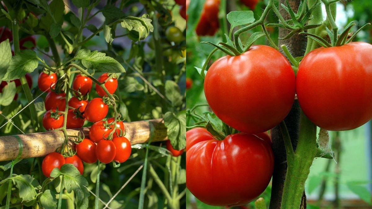 Grow Tomatoes Without Watering, Double Your Yield, and Harvest Continuously