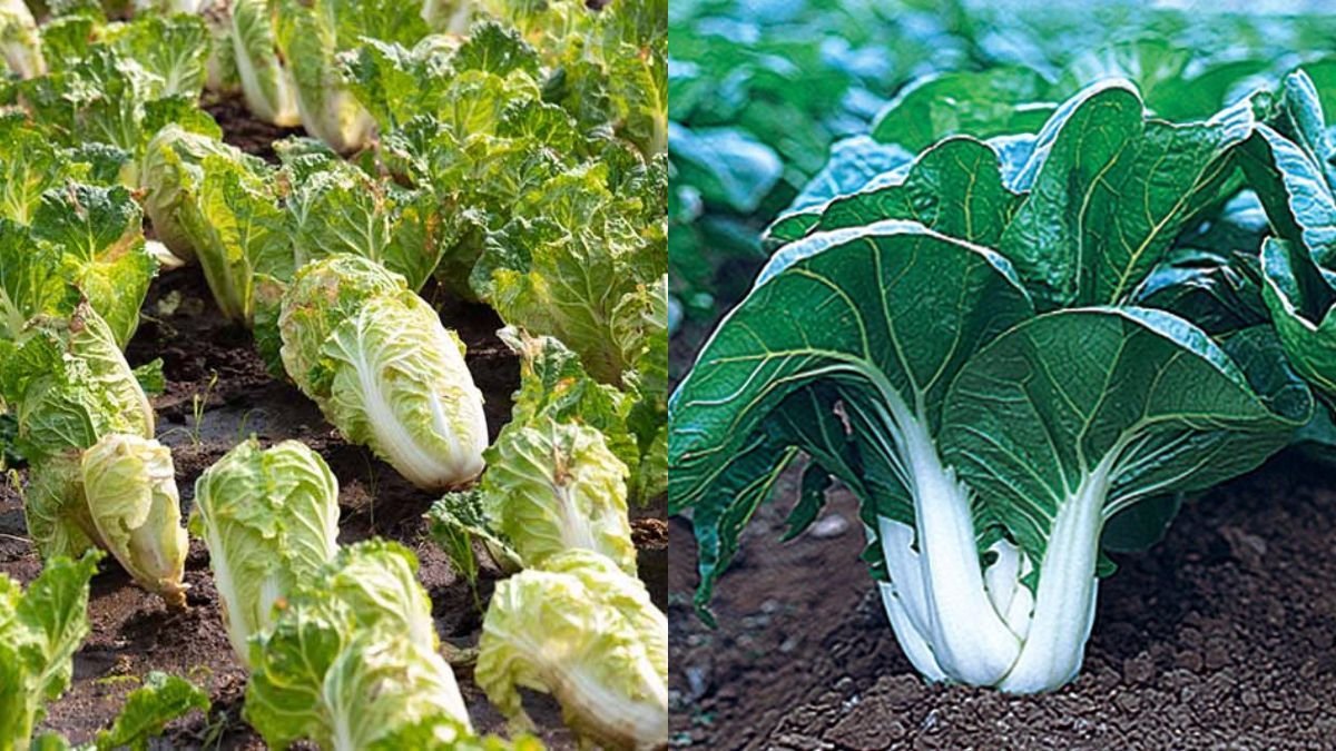Growing Chinese Cabbage for Quick Harvest, No Pests or Diseases