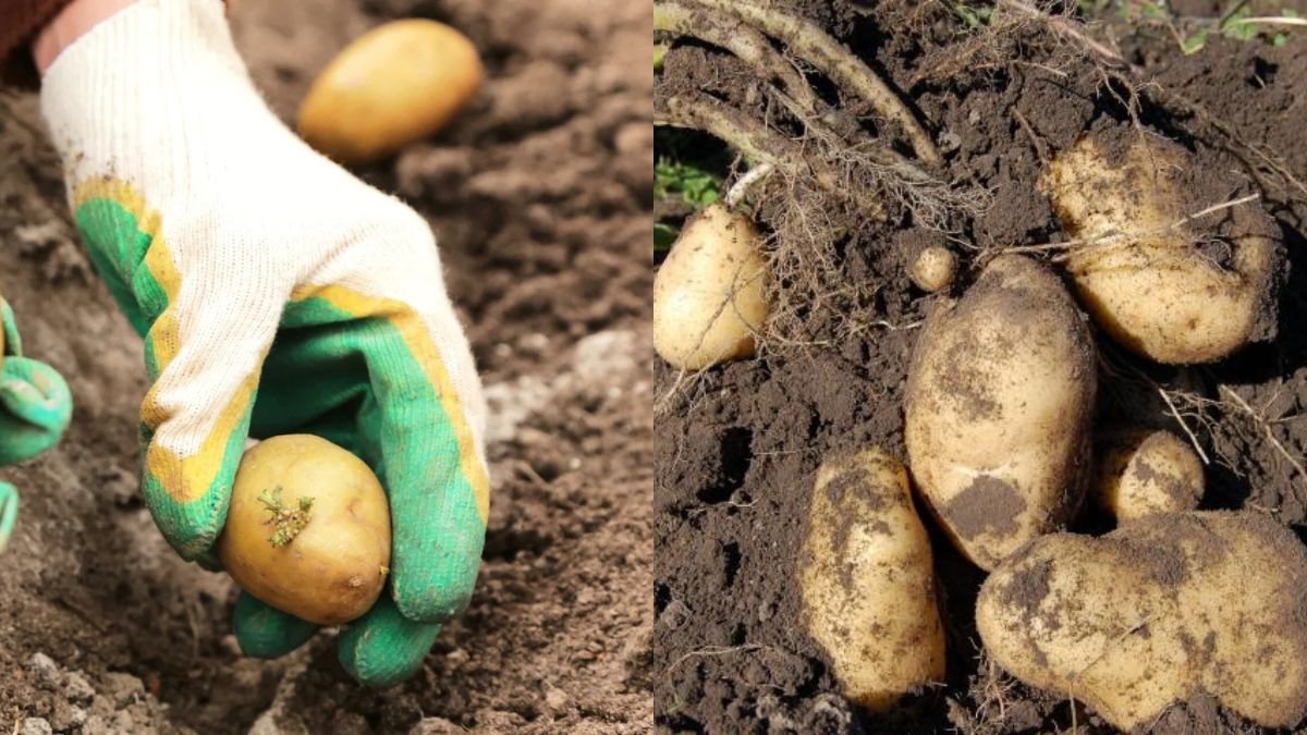 It’s Unexpected That Growing Potatoes in Containers Would Give So Many Tubers