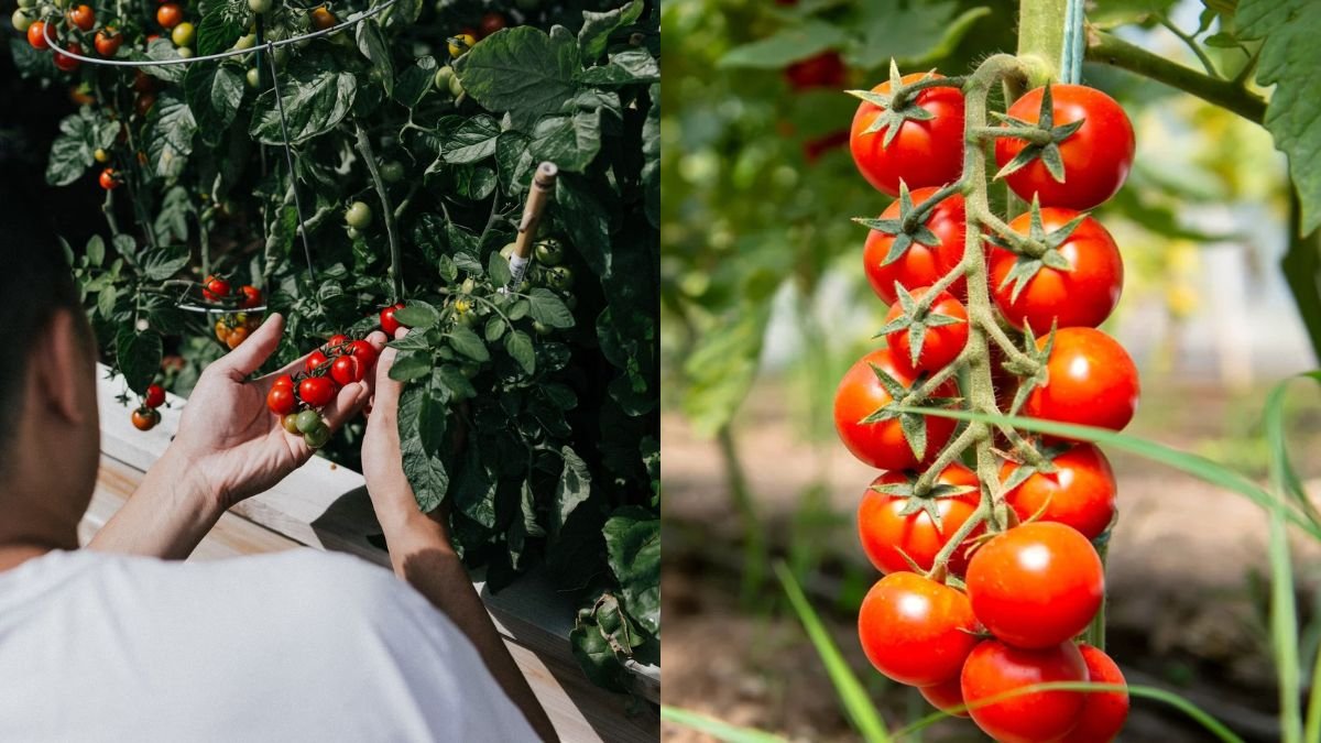 Optimized Blog Article: Growing Tomatoes with Minimal Water — Abundant Harvest Tips