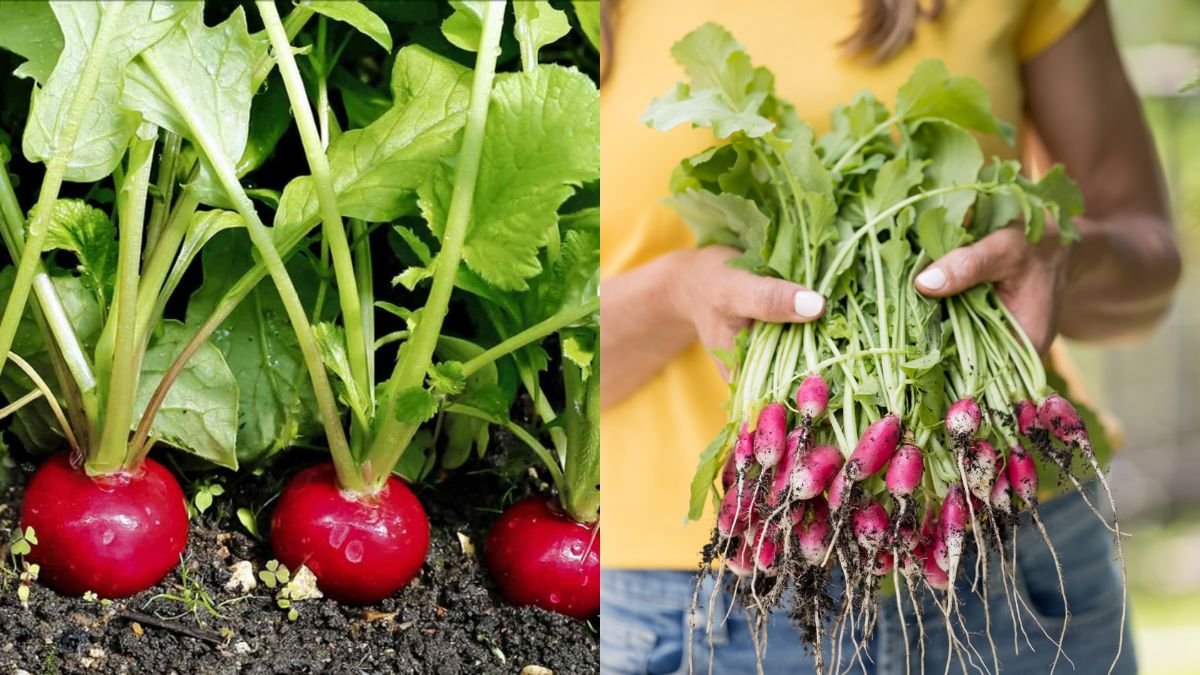 You Must Grow This Vegetable in Winter — It’s Delicious and Harvested Super Fast