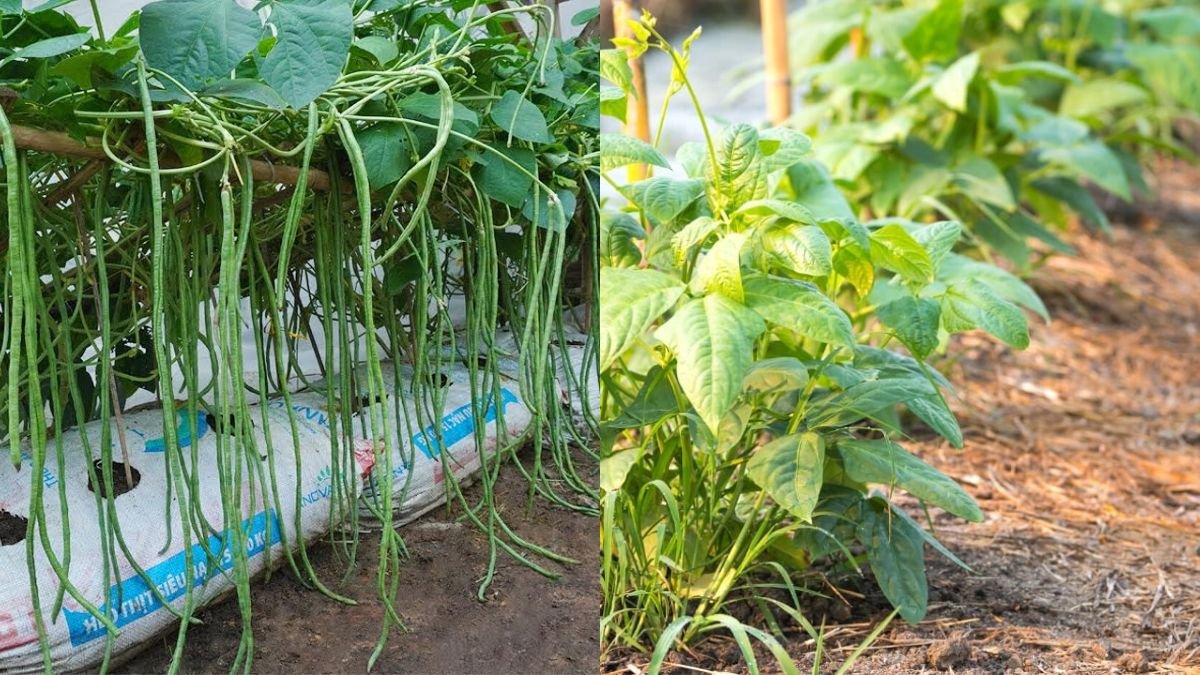 Grow Cowpeas with Outstanding Yields – No Garden Needed!