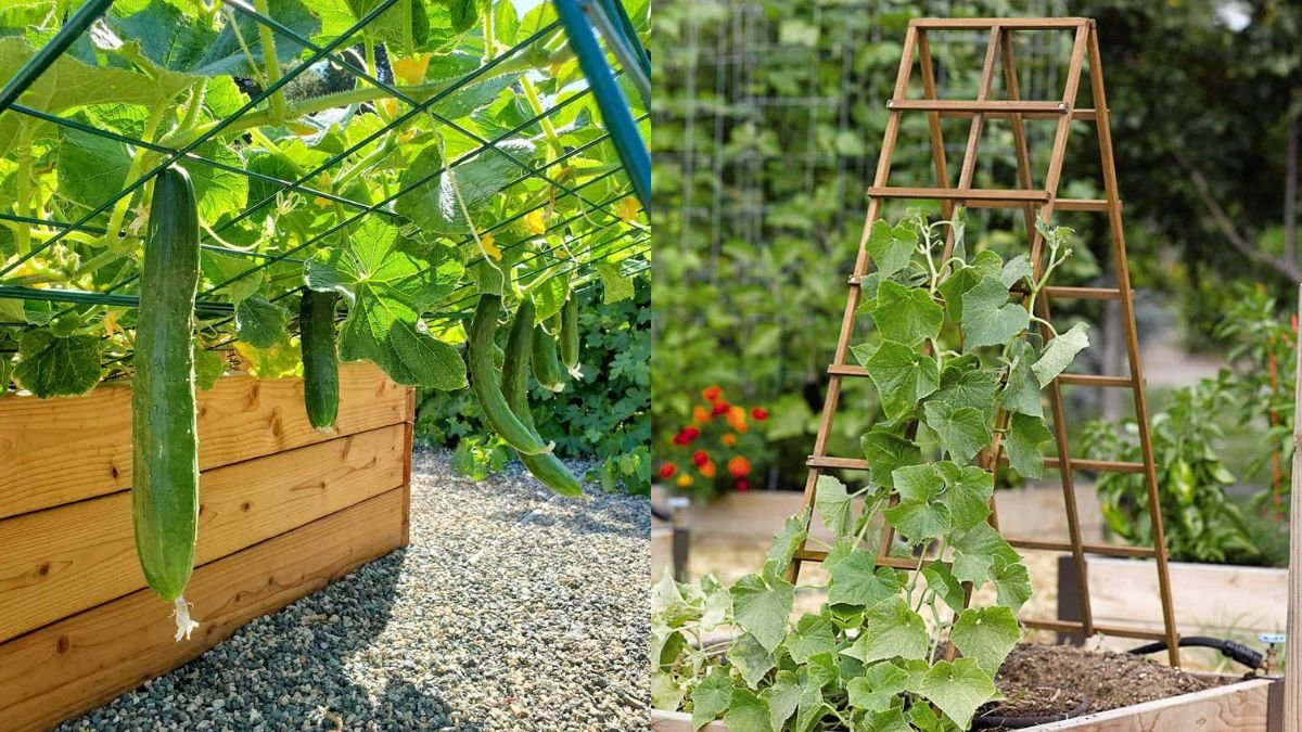 Good Tips for Making a Climbing Trellis for Cucumbers — Simple But With Lots of Fruit