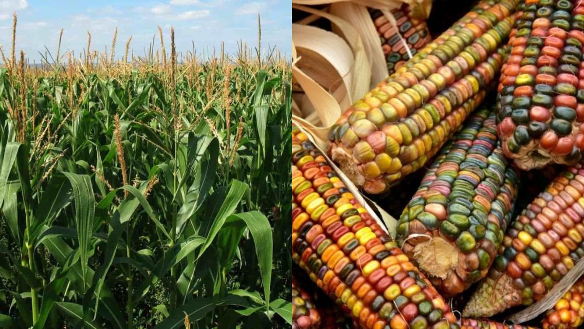 Growing Corn on a Concrete Yard — Surprising Results and High Yield