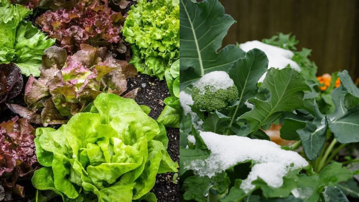 The Most Suitable Vegetable for Winter — Super Delicious and No Garden Required