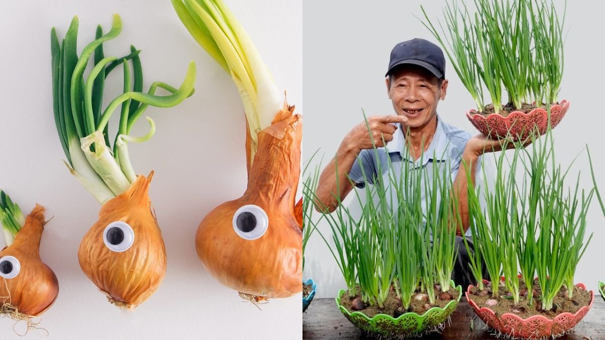 It’s Awesome! Why Didn’t I Know How To Grow These Onions Earlier?