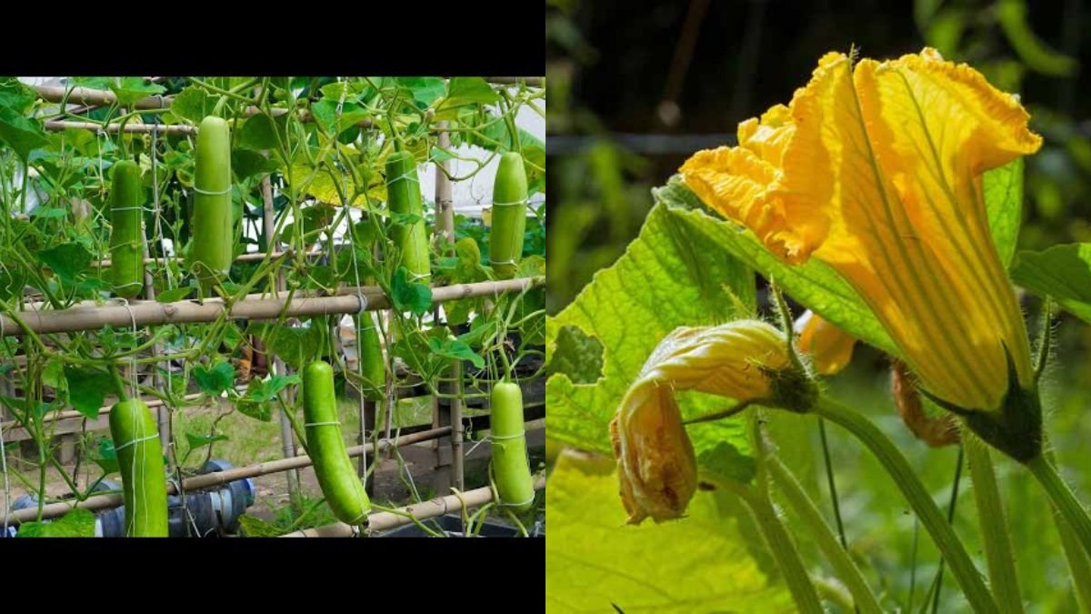 Tips for Growing Simple, Super Beautiful, and Delicious Gourds
