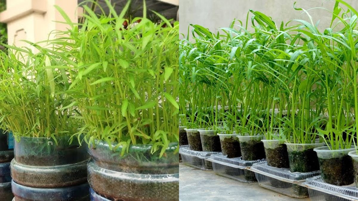 Learn This Simple Way To Grow Your Own Water Spinach — Harvest After Only 10 Days
