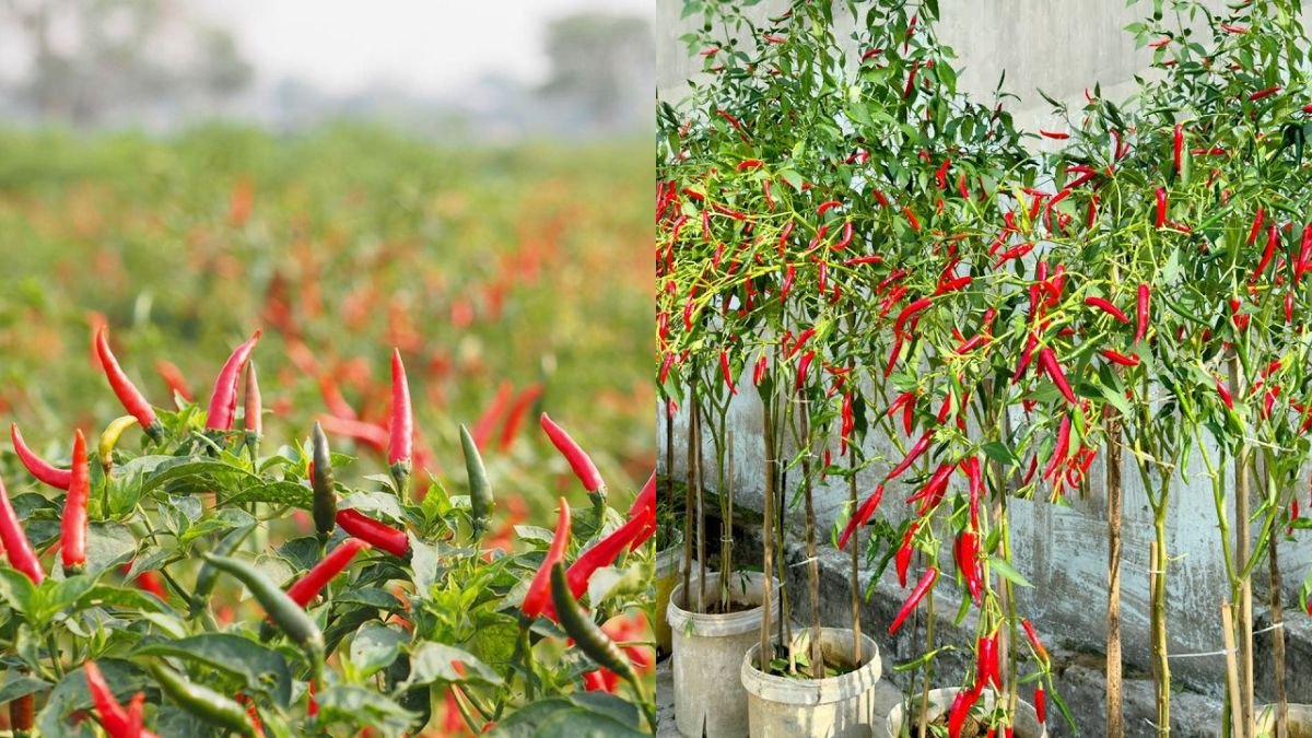 Great Tips You Can’t Miss for Growing Chili Peppers at Home for High Yields