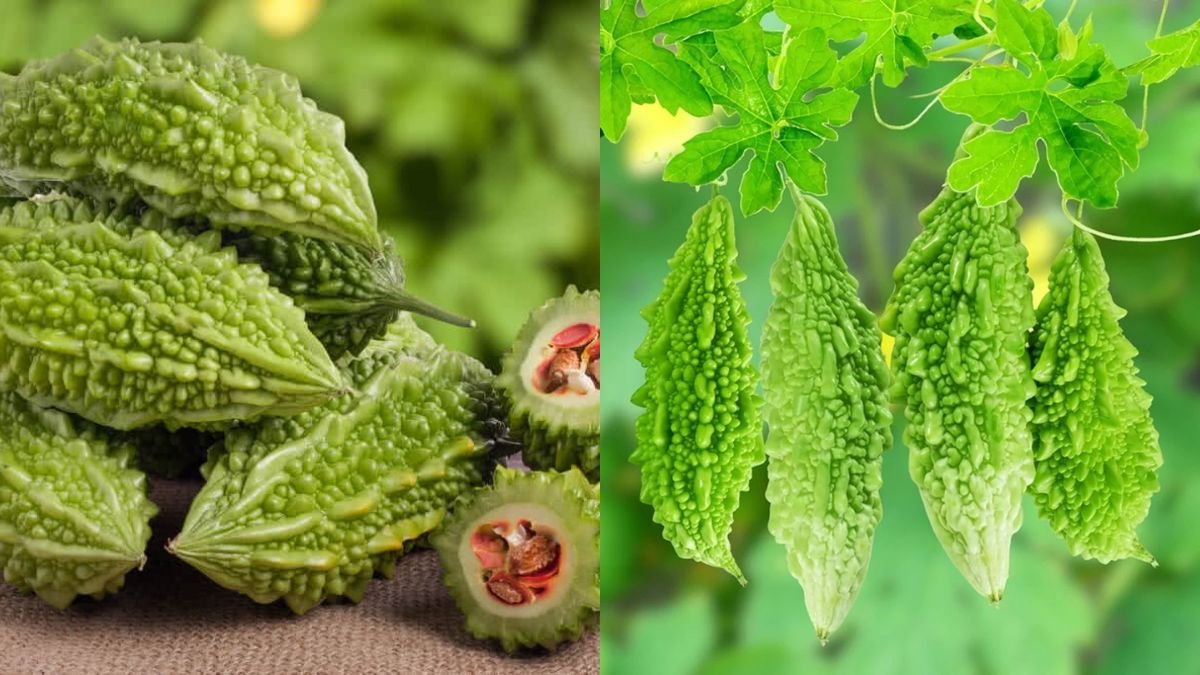 It’s Unbelievable That Growing Bitter Gourd Is So Easy and Produces So Many Fruits