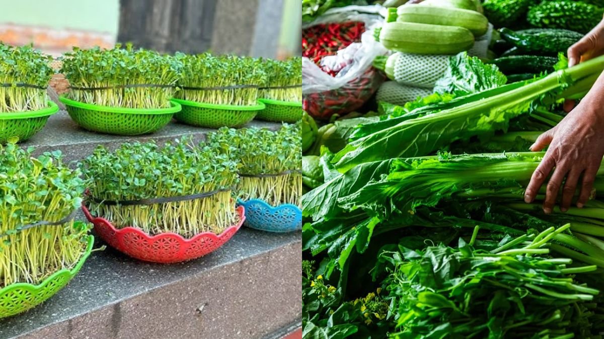 Grow and Harvest Quickly, Have Vegetables To Eat After Only 5 Days, Did You Know?