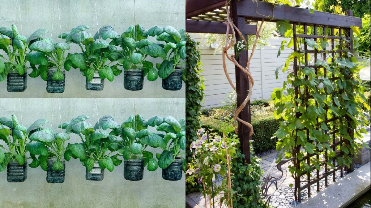 Perfect Hanging Garden for Small Spaces — Delicious & Loved by Housewives