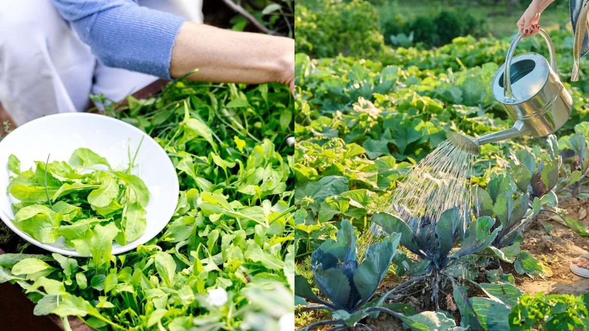 Super Easy, No-Watering Vegetable Growing Tips for Quick, Low-Care Success