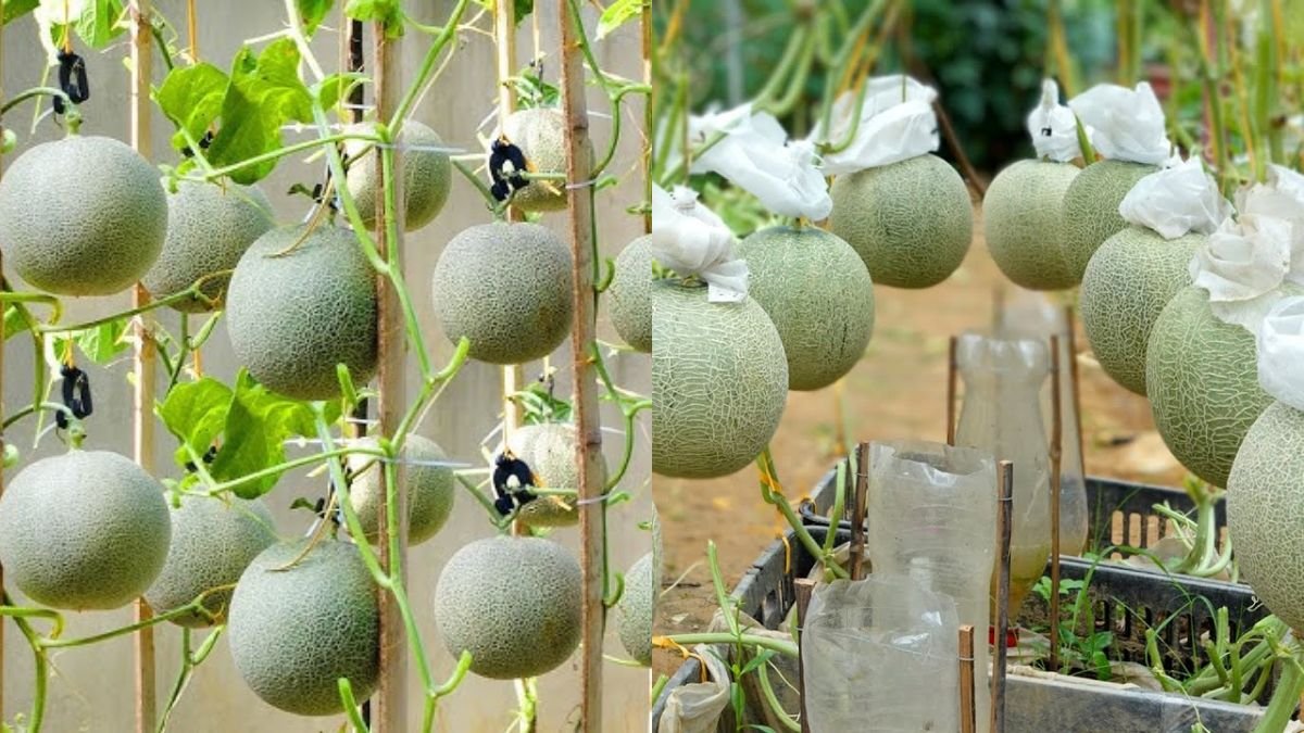 Secret To Cantaloupe High Yield And Super Sweet: Turns Out This Is The Tip