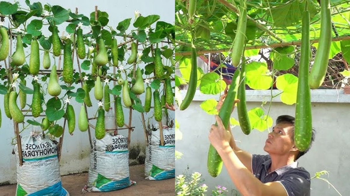 Don’t Ignore This Smart Method of Growing Gourds: Effective and Fruitful