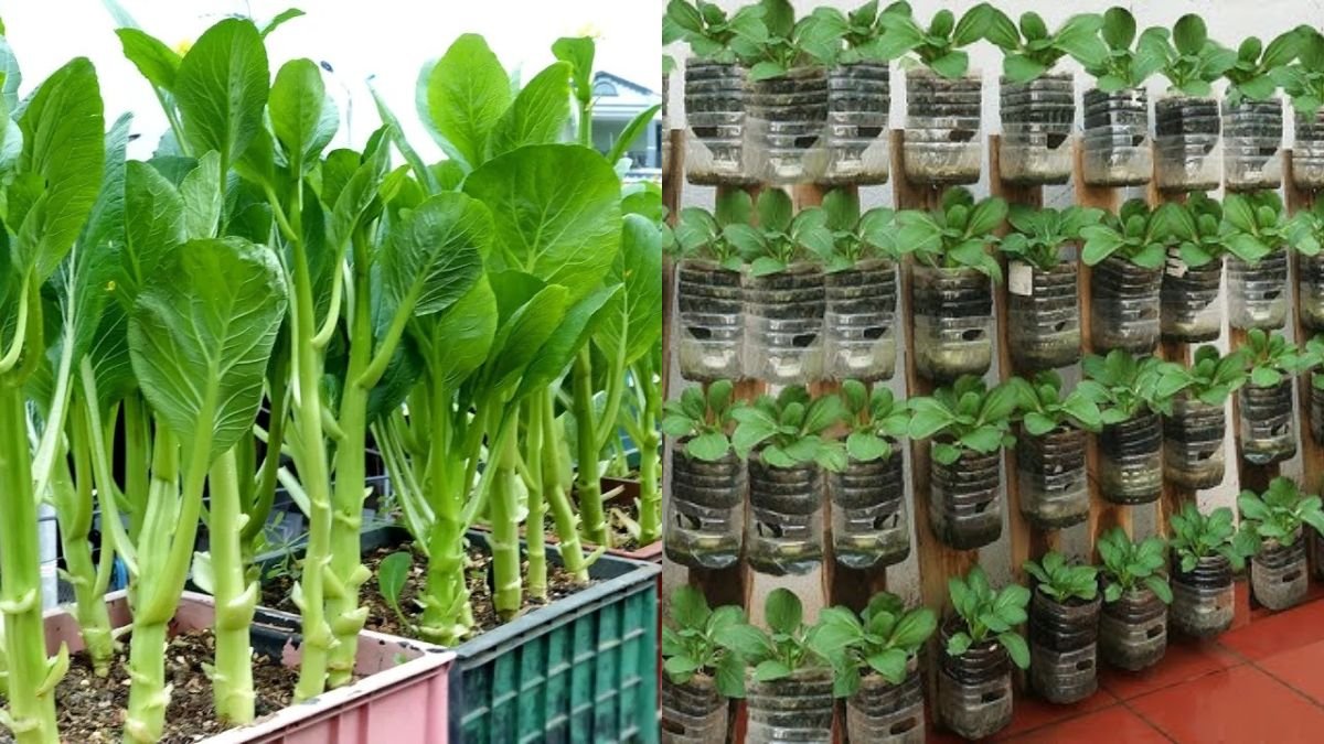 Tips for Growing Vegetables for Lazy People — Super Savings and Fast Harvest