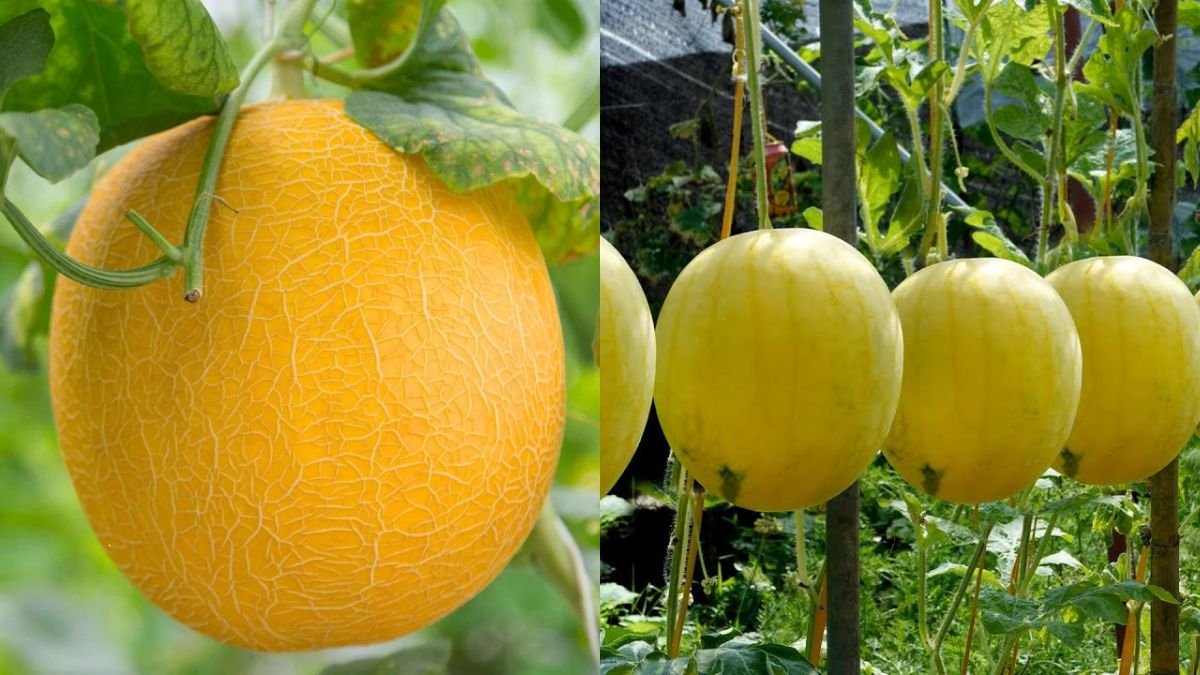 Secrets to Growing Yellow Watermelons — Tips for Big, Sweet, and Juicy Fruits