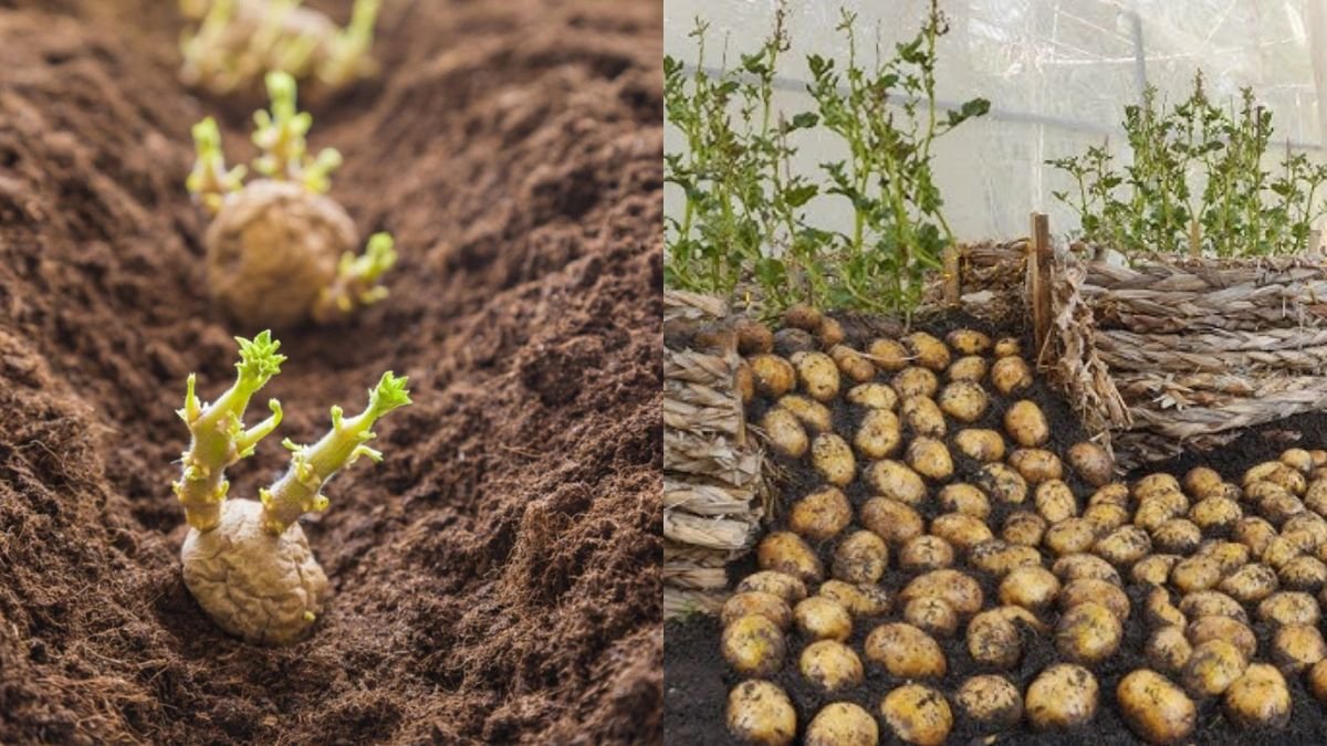 Try This Potato Growing Method Now — You’ll Never Have to Buy Potatoes Again