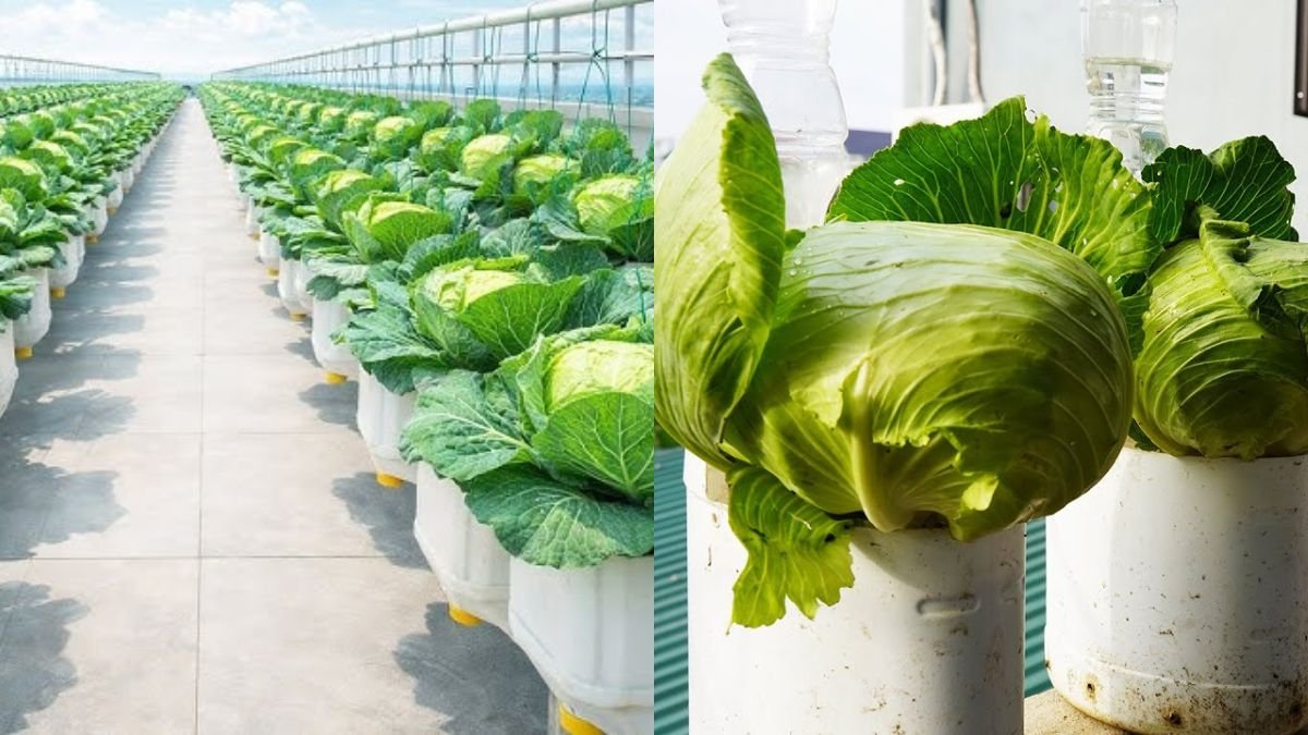 How to Recycle Plastic Waste Into a One-of-a-Kind Cabbage Garden — Wonderful & Beautiful