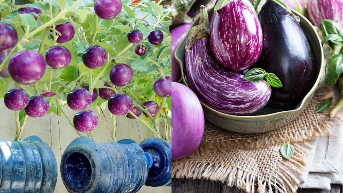 Unbelievably, Growing Round Eggplant Is So Easy and Produces So Many Fruits