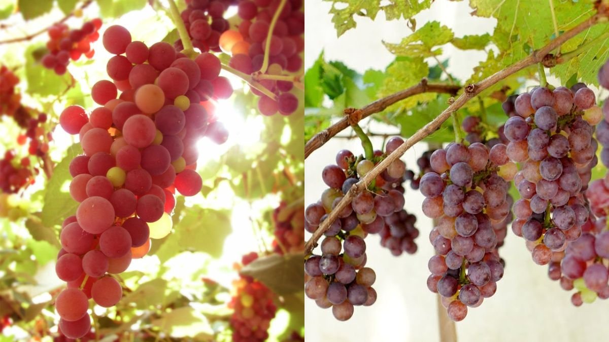 Tips For Growing Grapes At Home Are Fruitful And Easy For Everyone