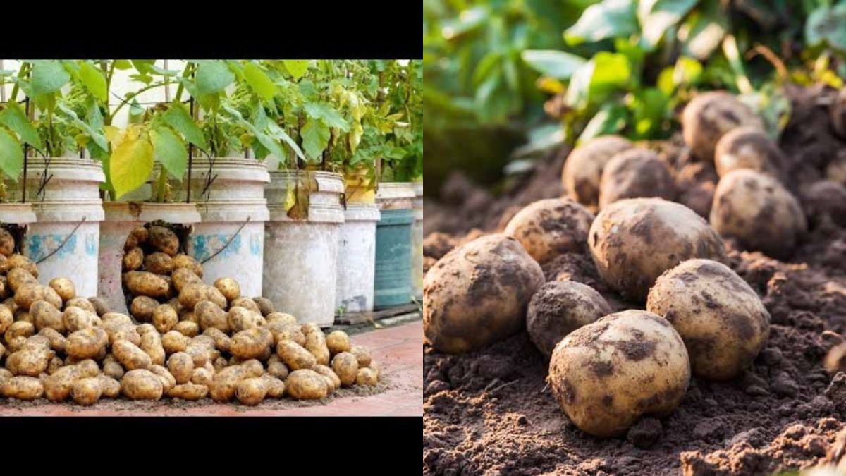 Growing Potatoes at Home Is Easy — Get Lots of Tubers Even as a Beginner