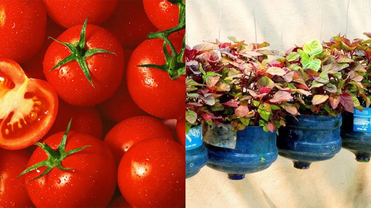 Delicious and Extremely Healthy, Very Easy to Grow for Beginners