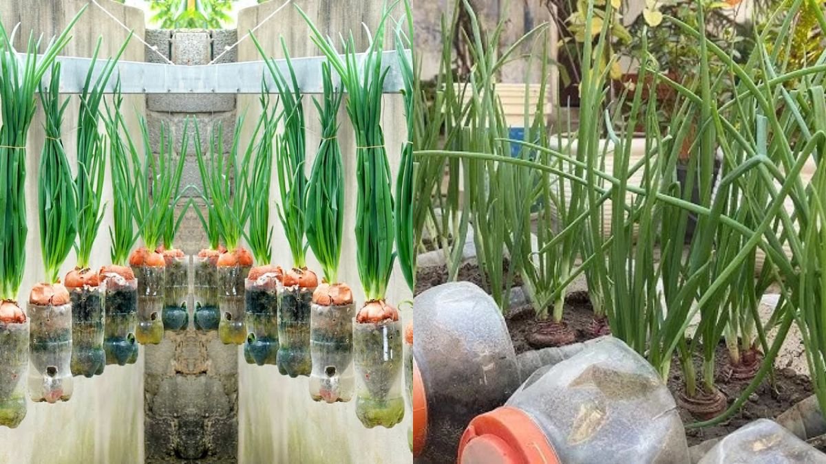 Growing Onions With Just a Few Small Plastic Bottles – Simple, Low-Cost, Great Results
