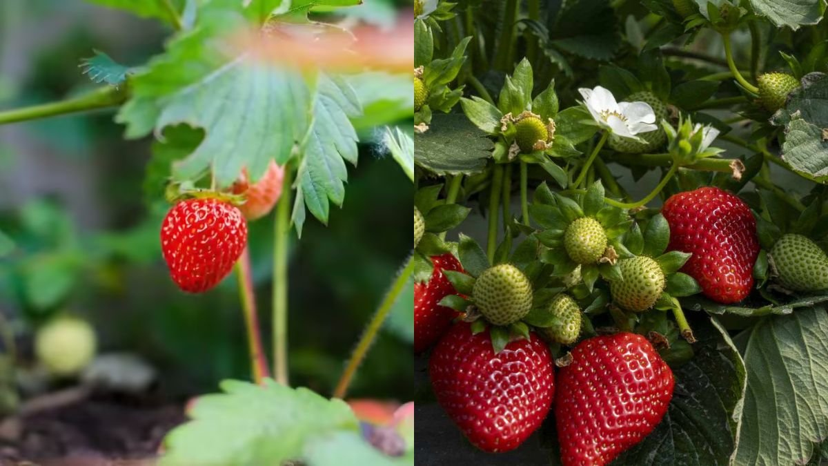 Too Much Fruit, Delicious, and Very Easy to Grow at Home