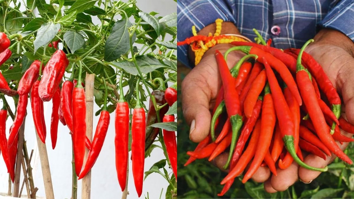 I Did Not Expect That! Growing Chili on the Balcony Is So Fruitful and Beautiful