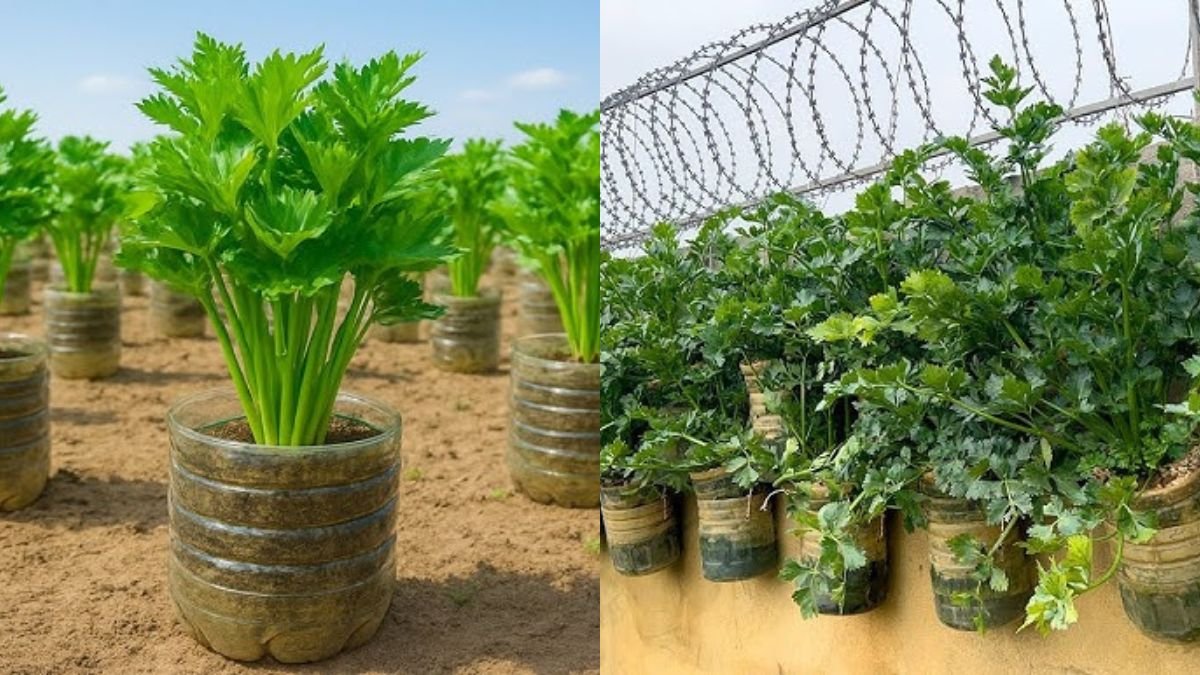 Grow Celery Without a Garden: Smart, No-Watering Methods That Really Work