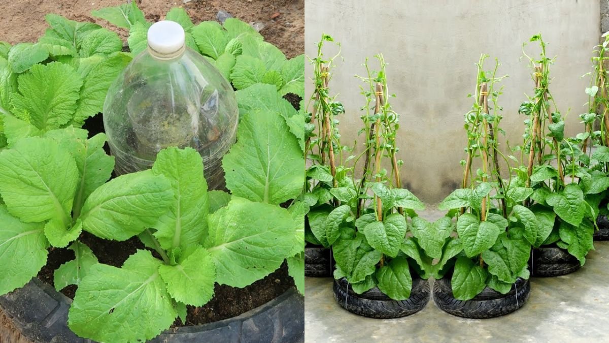 How to Use Old Tires to Grow Vegetables at Home for Your Family