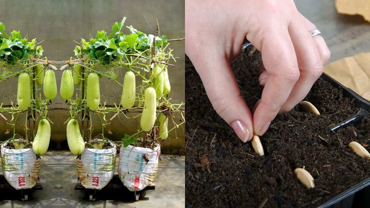 Using Sacks to Grow Squash at Home for High Yield Without a Garden