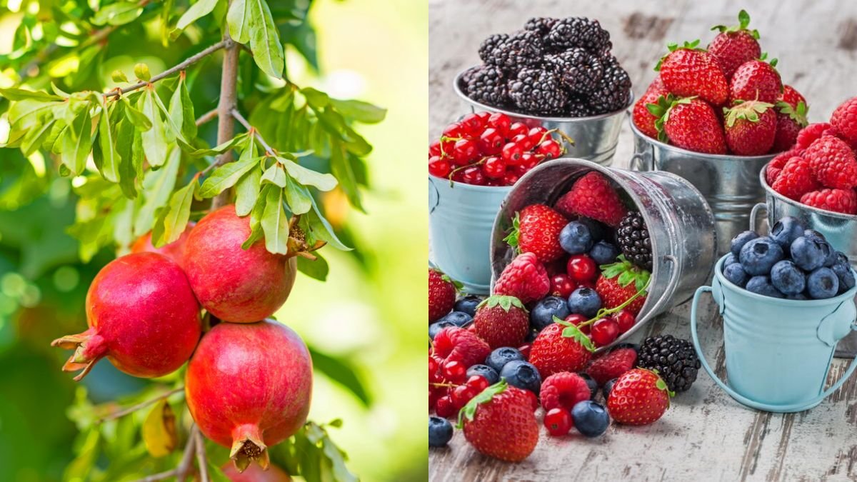 Grow Fruit Easily at Home: A Lot of Fruit, Very Easy to Grow, Can Cook a Lot of Dishes and Very Delicious