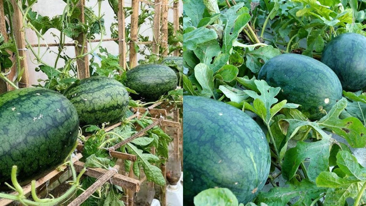 Easy and High-Yield Watermelon Growing at Home You Didn’t Expect