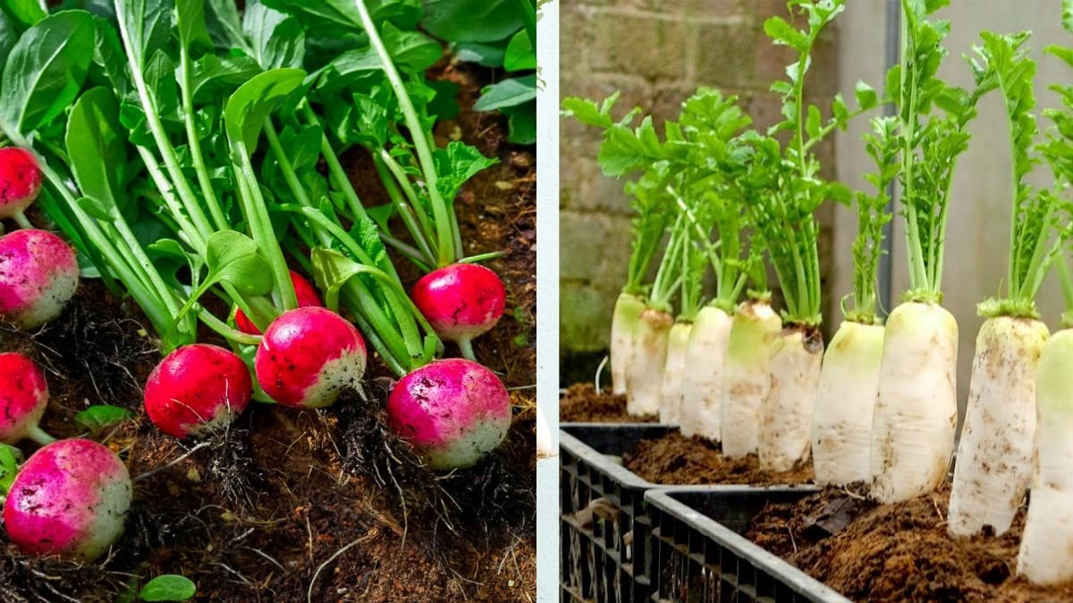 No Garden Needed — Grow Radish at Home Easily and Harvest Big Tubers