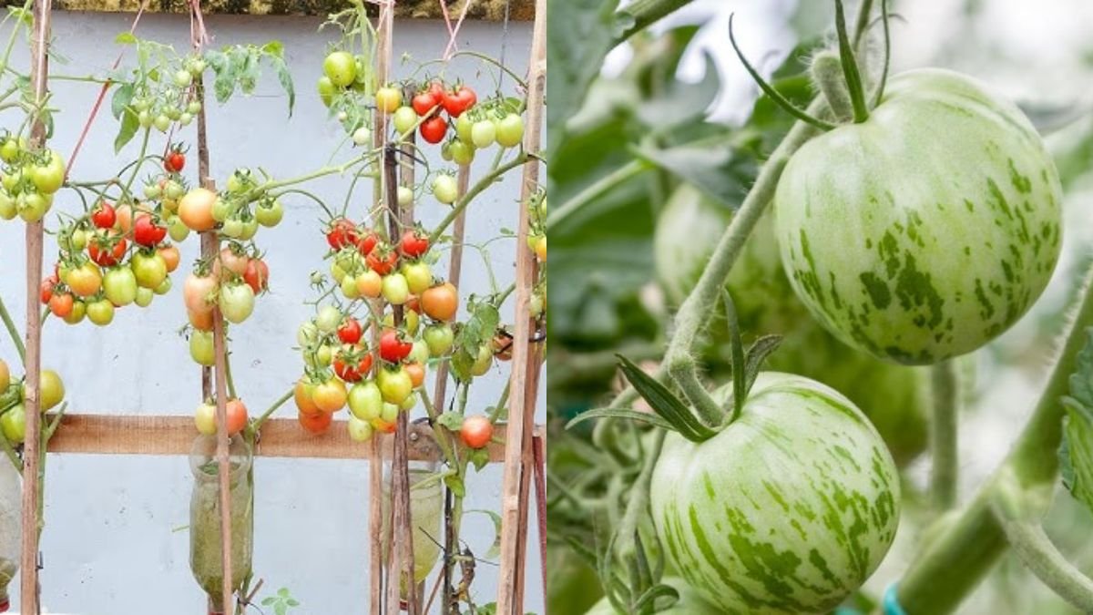 Grow Tomatoes at Home for High Yield — No Garden Needed!