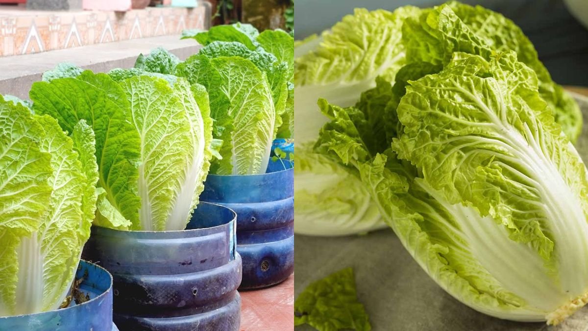 Amazing Ideas | How to Grow Napa Cabbage for Those Who Do Not Have a Garden