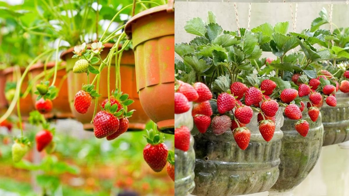 No Garden Needed — How to Grow Strawberries at Home Easily and Get a Lot of Fruit
