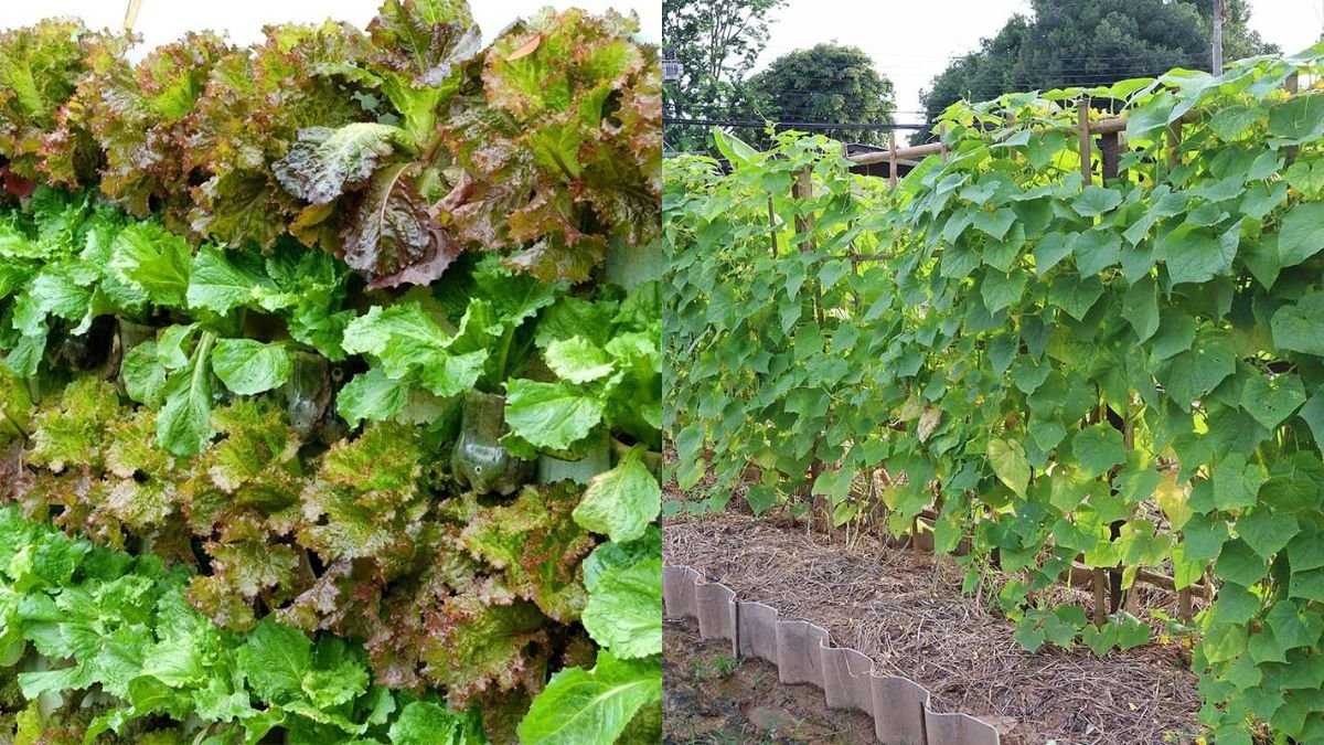 Amazing Vertical Garden: Growing Vegetables on the Wall to Provide for the Family