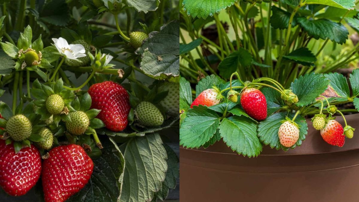 Grow Beautiful, Fruit-Filled Plants at Home Without a Garden